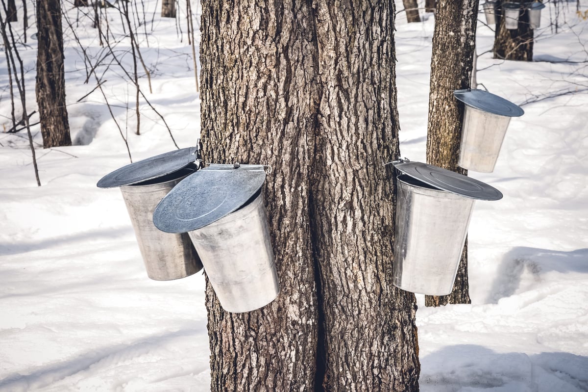 Maple trees with buckets attached to them to collect sap during syrup production season